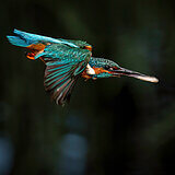 Kingfishers